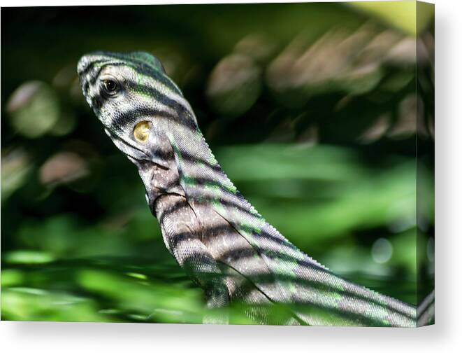 Iguana Canvas Print featuring the photograph Shadow Stripes by Shane Bechler