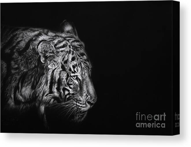 Tiger Canvas Print featuring the drawing Shadows by Lachri