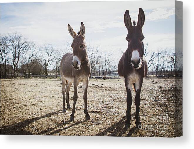 Donkey Canvas Print featuring the photograph Shady Characters by Cheryl McClure