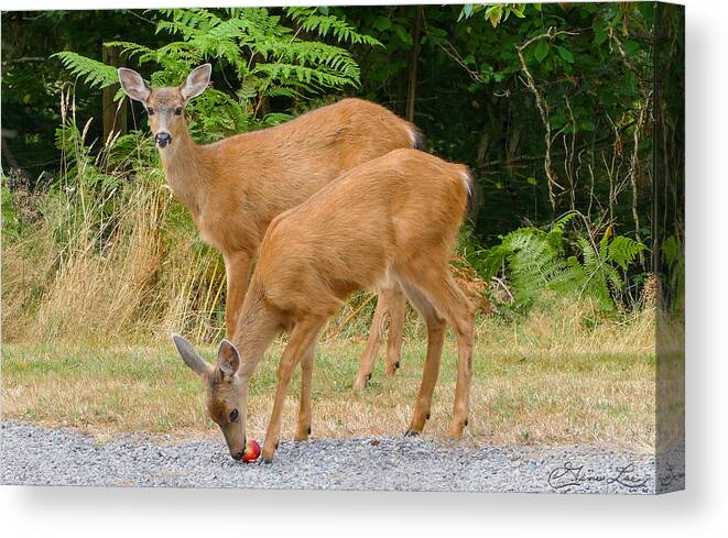 Deer Apple Doe White Tail Fstop101 Forest Woods Canvas Print featuring the photograph Sharing an Apple by Geno