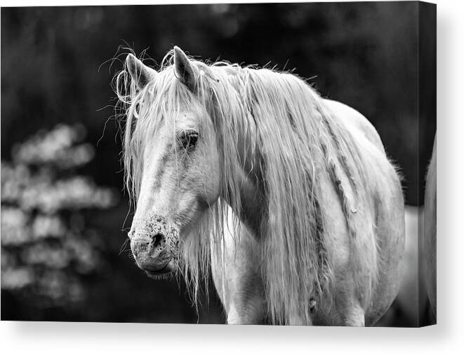 Black And White Canvas Print featuring the photograph Shawnee Mare and Dogwoods by Holly Ross