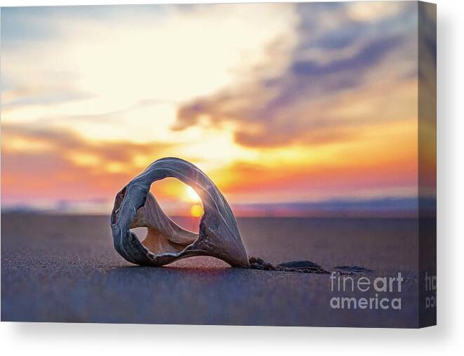 Sunrise Canvas Print featuring the photograph Shell at Sunrise by Laurinda Bowling