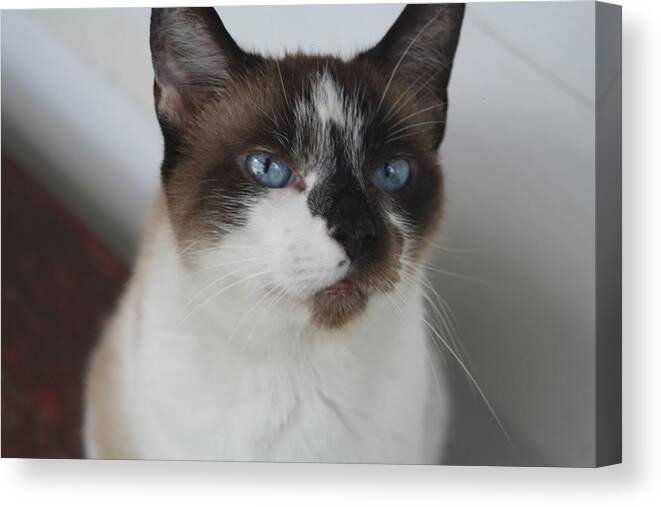 Color Image Canvas Print featuring the photograph Siamese Cat with piercing Blue Eyes by Valerie Collins