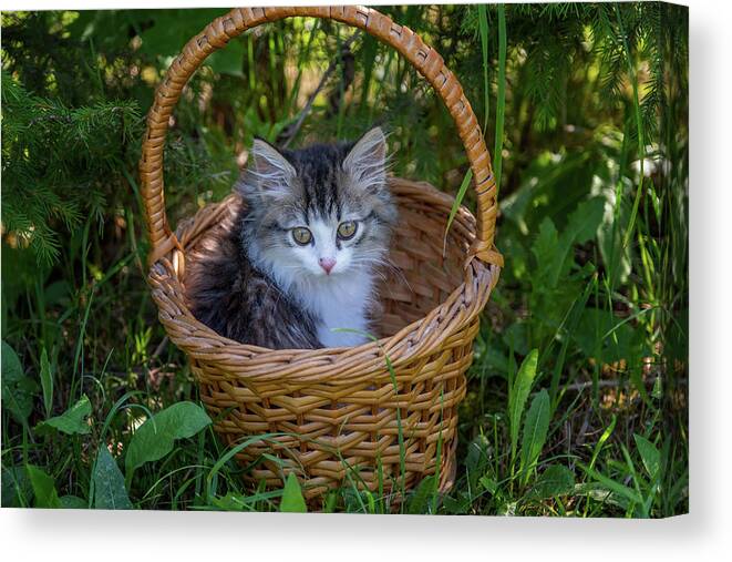 Pet Canvas Print featuring the photograph Siberian kitten portrait in the basket by Mikhail Kokhanchikov
