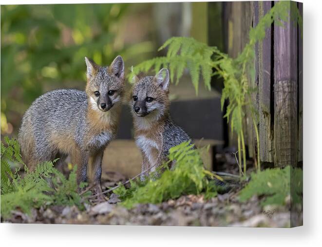 Fox Canvas Print featuring the photograph Siblings by Everet Regal