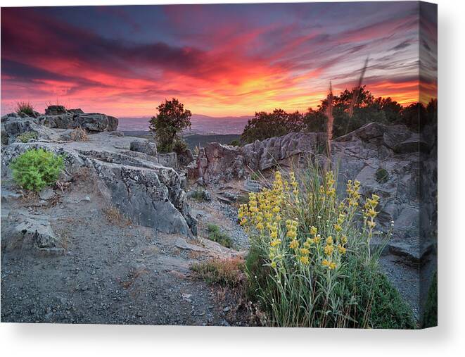 Flowers Canvas Print featuring the photograph Sierra de Huetor Natural park. Sprint time at sunset. Spain by Guido Montanes Castillo