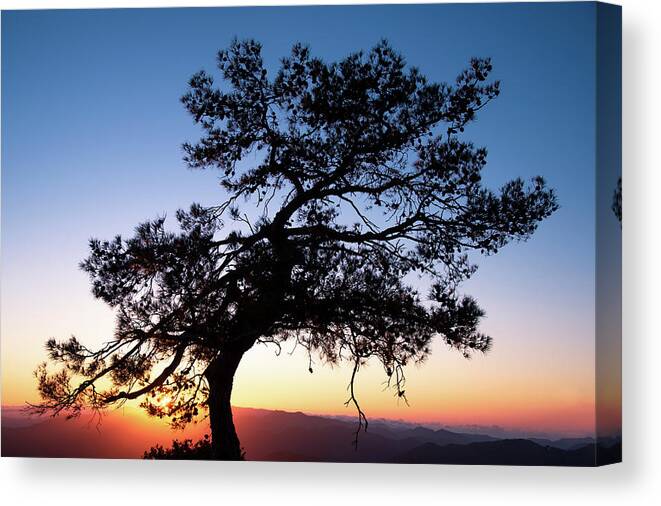 Cyprus Canvas Print featuring the photograph Silhouette of a forest pine tree during blue hour with bright sun at sunset. by Michalakis Ppalis