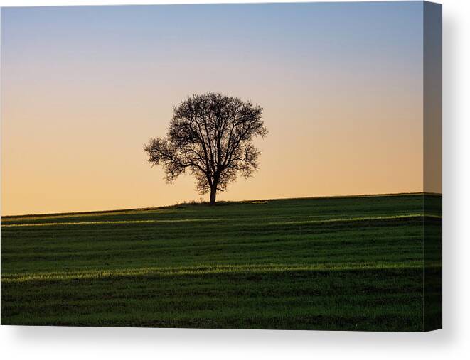 Leafless Canvas Print featuring the photograph Silhouette of Lone Leafless Tree at Sunset by Alexios Ntounas