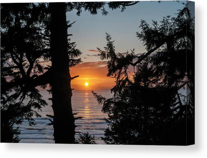 Afternoon Canvas Print featuring the photograph Silhouettes of Spruce Trees                  by Robert Potts