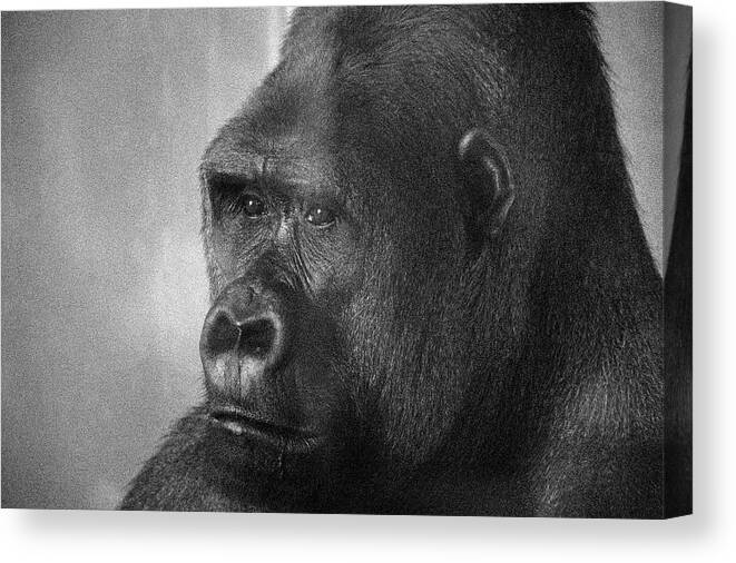 Ape Canvas Print featuring the photograph Simiae by Jim Signorelli