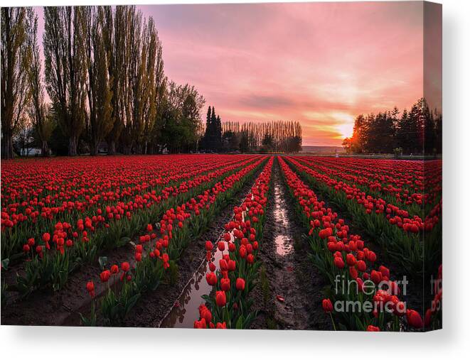 Tulip Fields Canvas Print featuring the photograph Skagit Valley Dusk Drama by Mike Reid