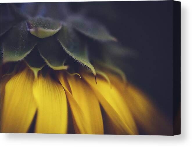 Sunflower Canvas Print featuring the photograph Sleep Now - Sunflower by Ada Weyland