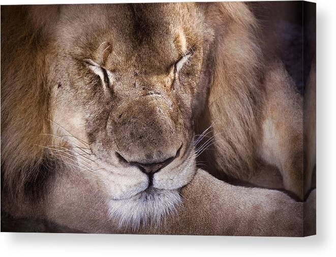 Lion Canvas Print featuring the photograph Sleeping Lion by Jim Signorelli