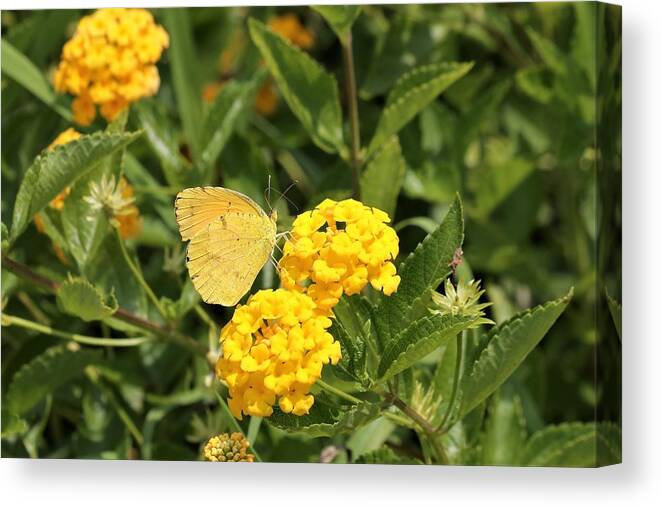 Nature Canvas Print featuring the photograph Sleepy Orange Butterfly on Yellow Lantana by Sheila Brown