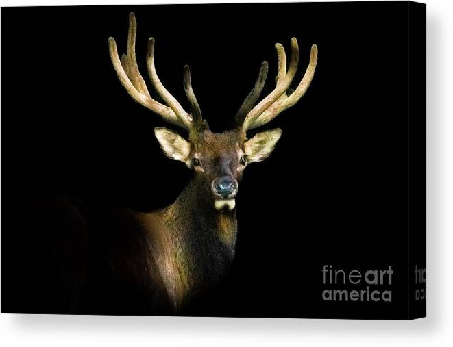 Smoky Mountains Canvas Print featuring the photograph Smoky Mountains Elk Portrait by Theresa D Williams
