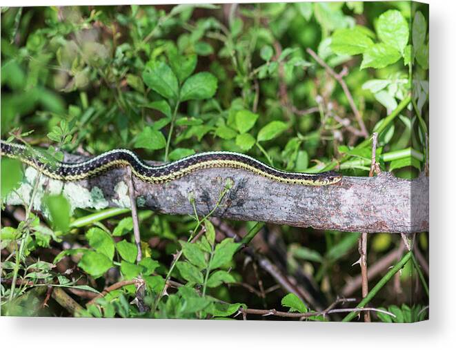 Reptile Canvas Print featuring the photograph Snake on a Log by Amelia Pearn