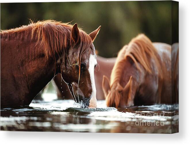 Salt River Wild Horses Canvas Print featuring the photograph Snorkel Time by Shannon Hastings