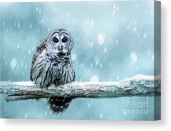 Bird Canvas Print featuring the photograph Snow Bound Barred Owl by Ed Taylor