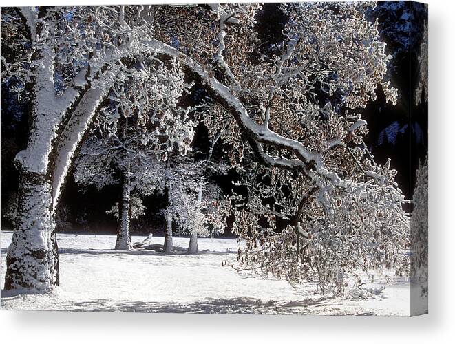 Black Oak Canvas Print featuring the photograph Snow Covered Black Oak Yosemite National Park by Dave Welling