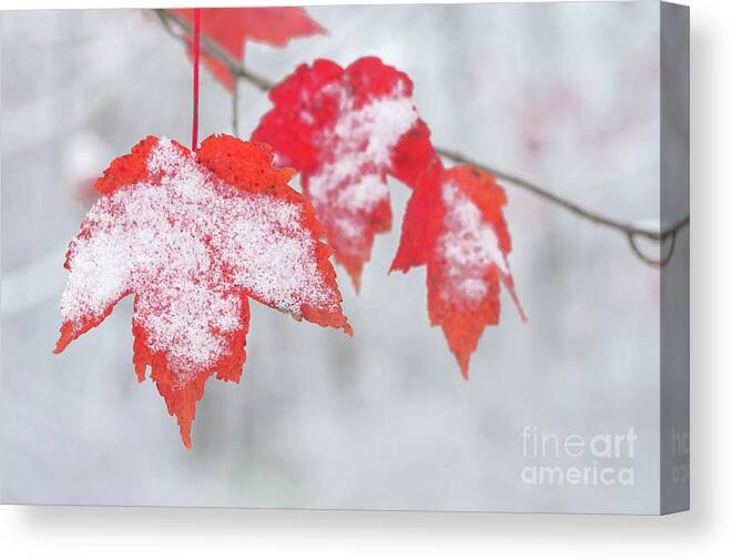Red Maple Leaves Canvas Print featuring the photograph Snow Covered Red Maple Leaves by Tamara Becker