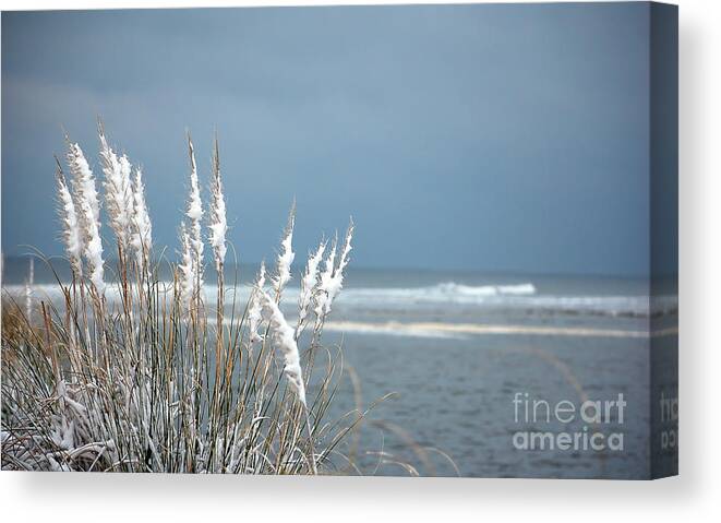 Snow Canvas Print featuring the photograph Snow Covered Sea Oats by Shannon Moseley