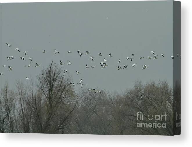 Snow Geese Canvas Print featuring the photograph Snow Geese in the Sky by Amazing Action Photo Video