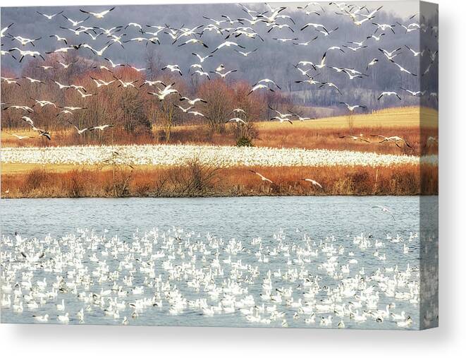 Snow Geese Canvas Print featuring the photograph Snow Geese Migration by Susan Candelario