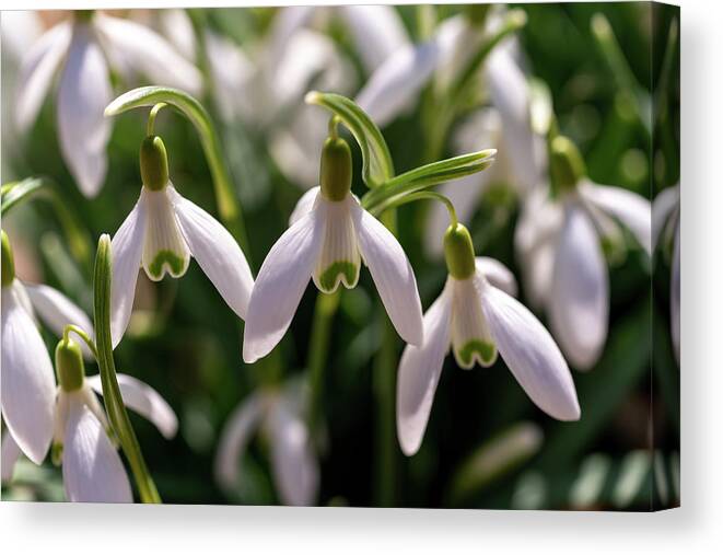 Snowdrop Canvas Print featuring the photograph Snowdrops by Arthur Oleary