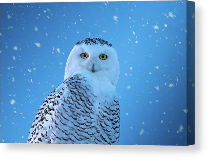 Owl Canvas Print featuring the photograph Snowfall by James Overesch