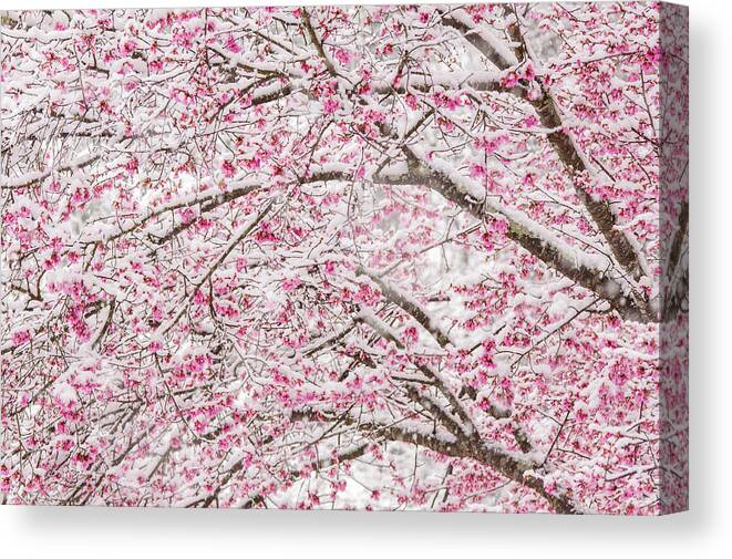 Cherry Blossoms Canvas Print featuring the photograph Snowy Blossoms by Mary Ann Artz