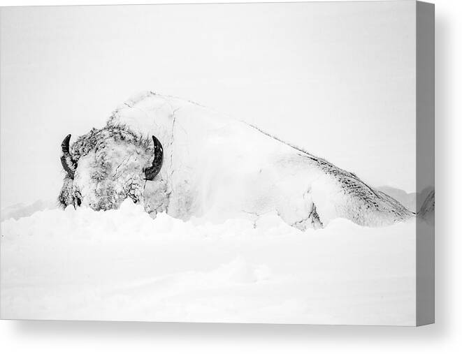 Snow Canvas Print featuring the photograph Snowy Buffalo by D Robert Franz