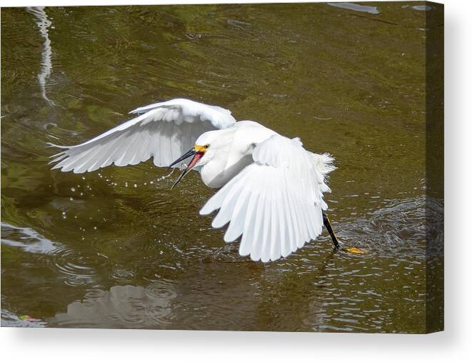 Egret Canvas Print featuring the photograph Snowy Egret catches fish on the wing. by Bradford Martin