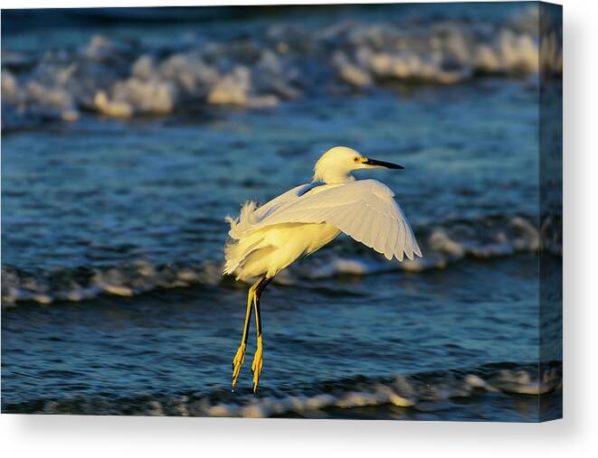 Ardeidae Canvas Print featuring the photograph Snowy Egret Lands in Surf by Steve Samples