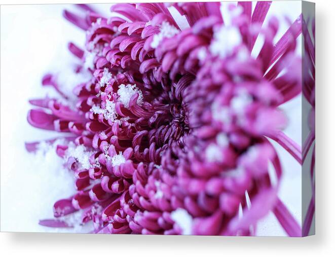 Flower Canvas Print featuring the photograph Snowy Escape by Mary Anne Delgado