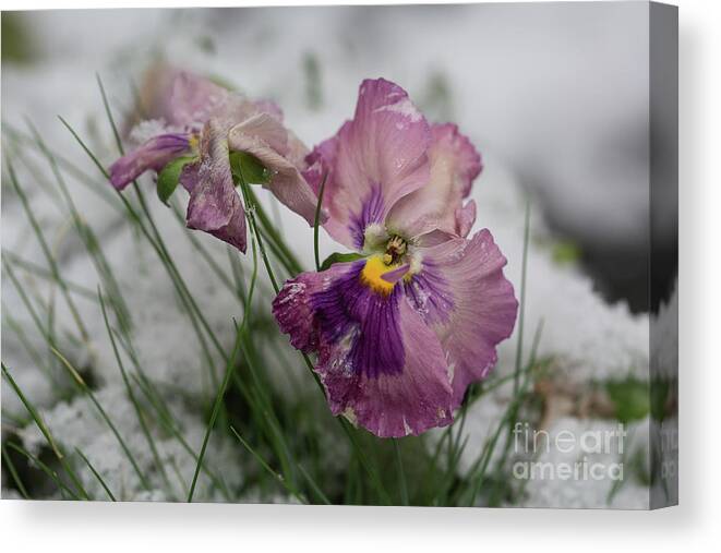 Pansies Canvas Print featuring the photograph Snowy Pansies by Eva Lechner