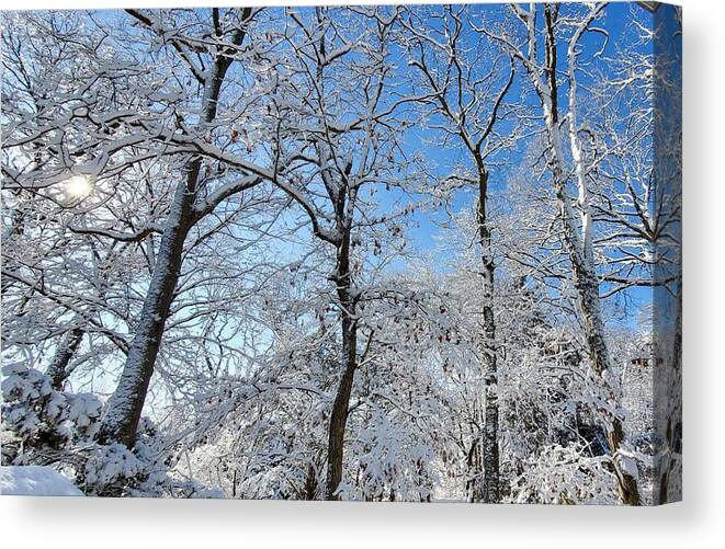 Snow Covered Canvas Print featuring the photograph Snowy Trees and Blue Sky by Stacie Siemsen