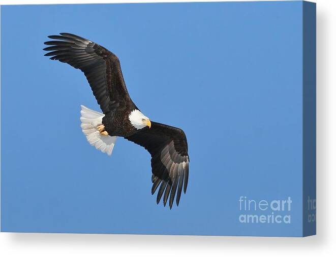 Bald Eagle Canvas Print featuring the photograph Soaring in the Great Blue Yonder by Teresa McGill