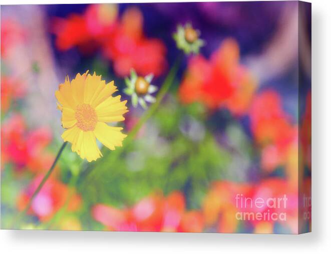 Soft Canvas Print featuring the photograph Soft and Light 21 by Becqi Sherman