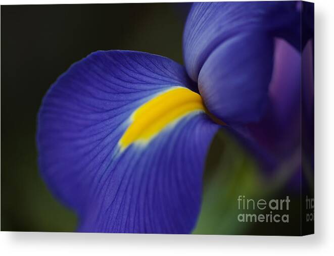 Iridaceae Canvas Print featuring the photograph Soft Iris Glow by Joy Watson