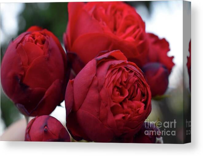 Nature Canvas Print featuring the photograph Soft Kisses Of Rose by Leonida Arte