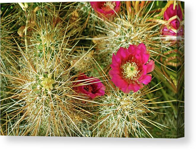 Flowers Canvas Print featuring the photograph Soft on Sharp Cactus Blossom by Lynda Lehmann