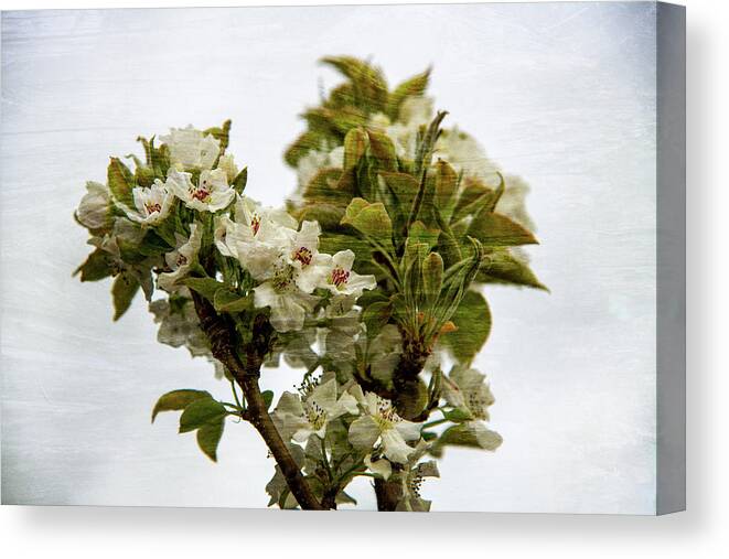 Brush Canvas Print featuring the photograph Soft Petals by Elin Skov Vaeth