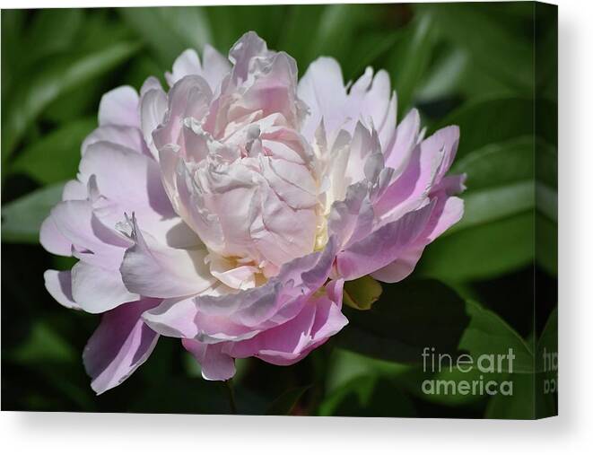 Art Canvas Print featuring the photograph Soft Pink Peoney by Jeannie Rhode