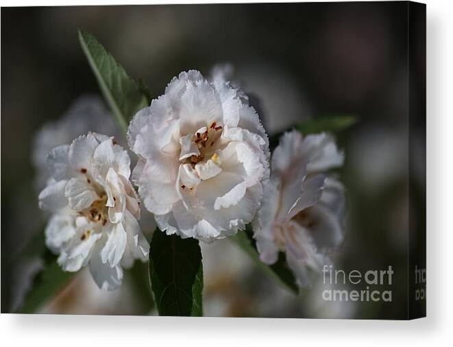 Crabapple Canvas Print featuring the photograph Soft White Crabapple Flowers by Joy Watson