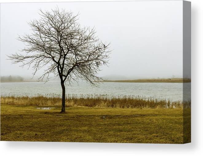 Tree Canvas Print featuring the photograph Solitary Tree in the Fog by Craig A Walker