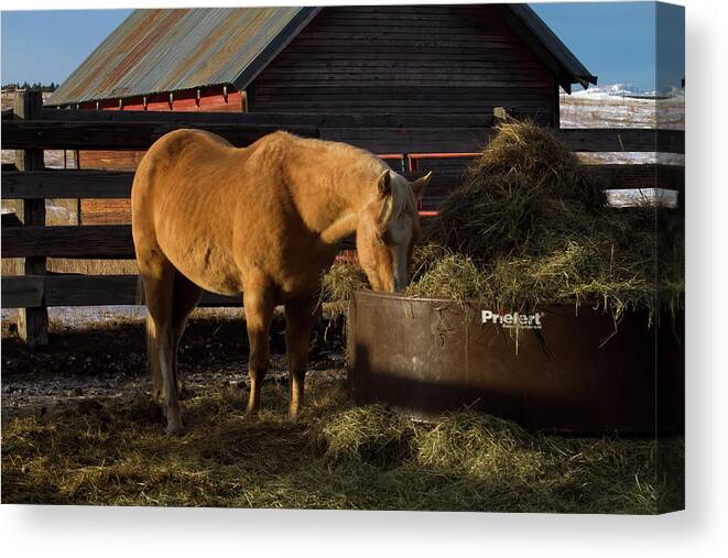 Horse Canvas Print featuring the photograph Solstice Morning Breakfast by Alana Thrower