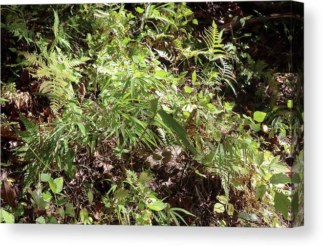 Mount Yonah Canvas Print featuring the photograph Some Green Mount Yonah Foliage by Ed Williams