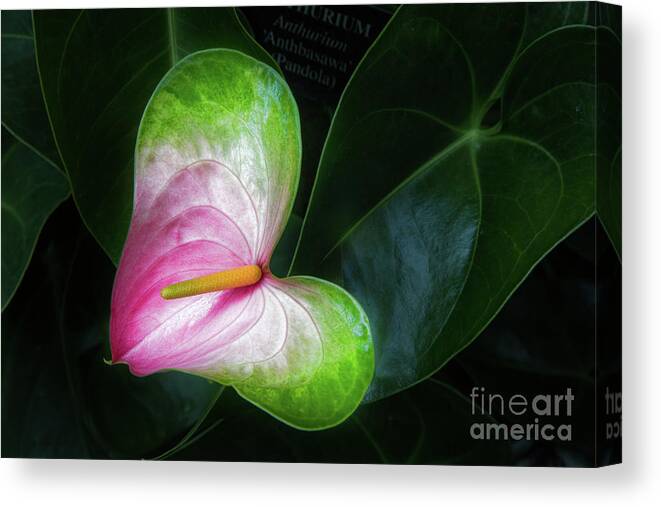 Conservatory Canvas Print featuring the photograph Song for a Flower by Marilyn Cornwell