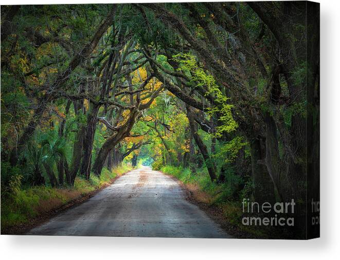 America Canvas Print featuring the photograph South Carolina Road by Inge Johnsson