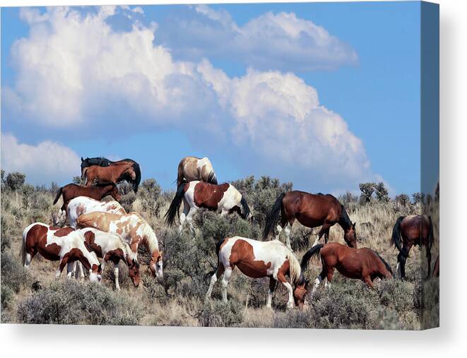 Horses Canvas Print featuring the photograph South Steens Feral Horses by Kathleen Bishop